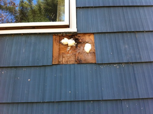 Here's the problem with the wall behind our bed.  It appears that the addition has no house wrap (tar paper, or the more modern Tyvek) behind the siding.  Bad or non-existent siding at the window has allowed the wall to get wet.  We can smell the wall rotting away on rainy days.  When we thicken this wall out with more insulation and new siding, this rotten spot will have a chance to dry out and be protected from the weather.  I think it will be ok to leave it as long as we cover it up before it becomes a structural problem.